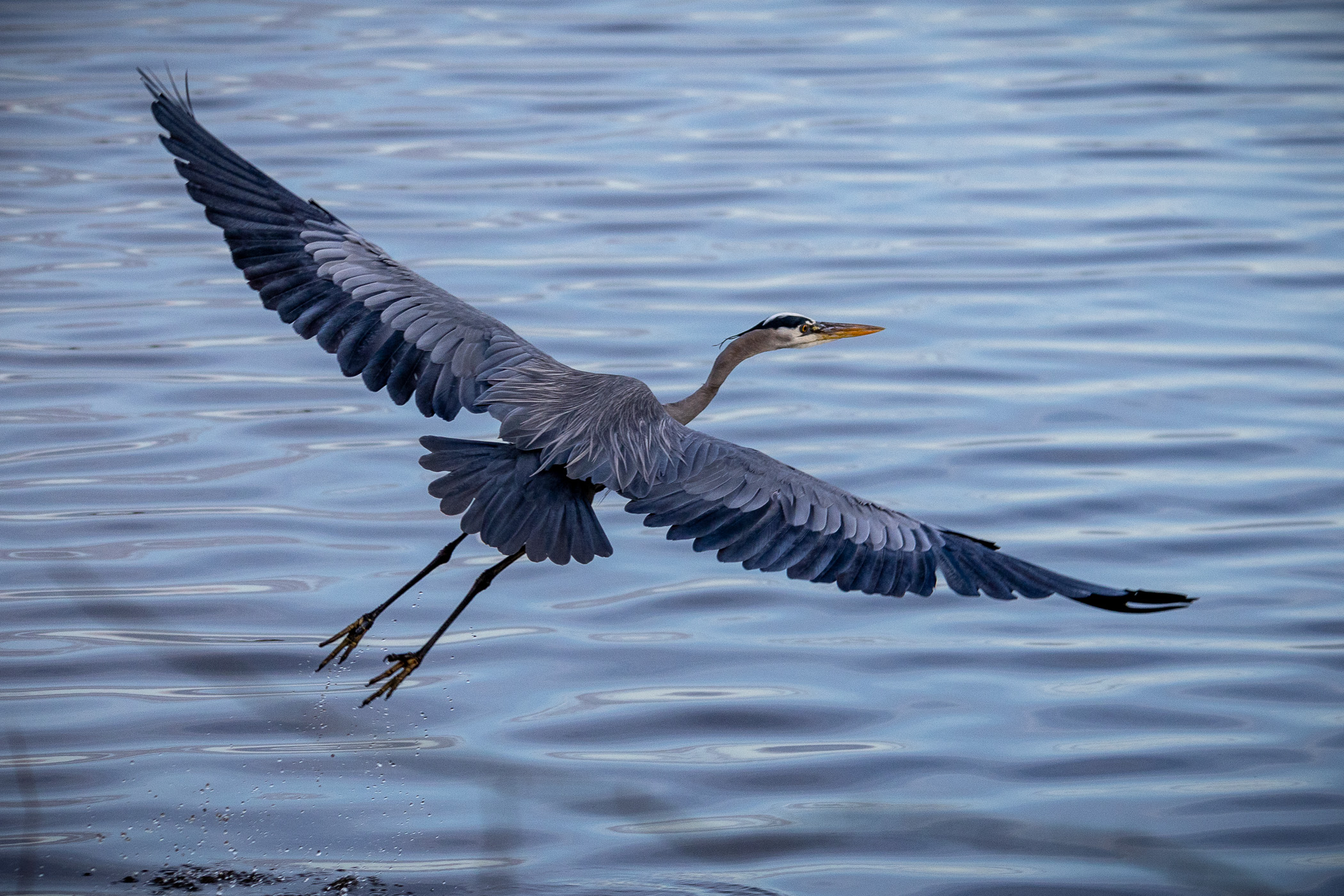 Heron in Flight