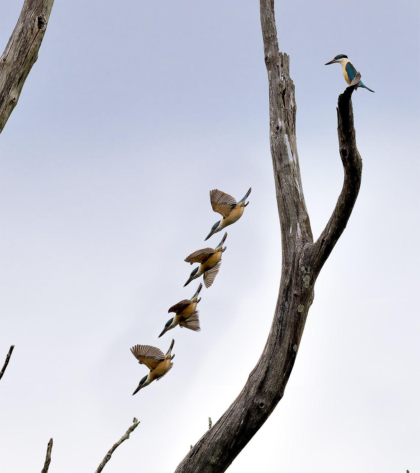 Kingfisher Diving by Tom Brassil