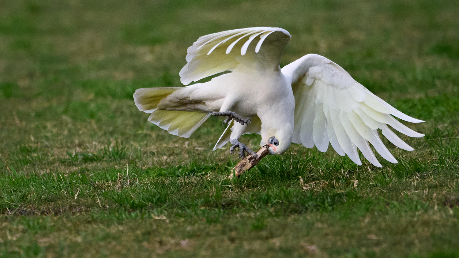 Little Corella Playing by Tom Brassil