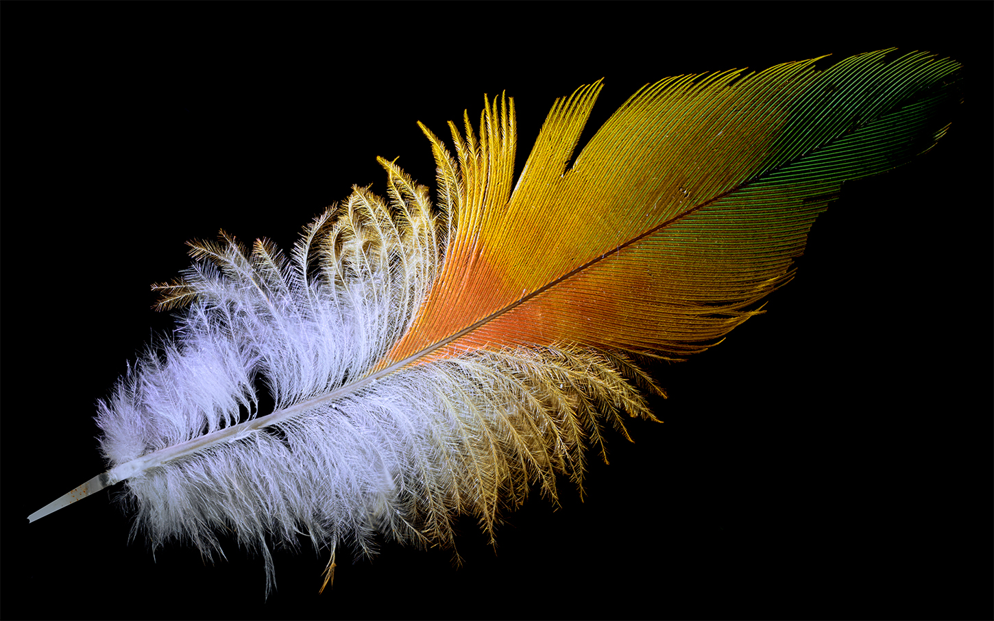 Macro Feather by Tom Brassil