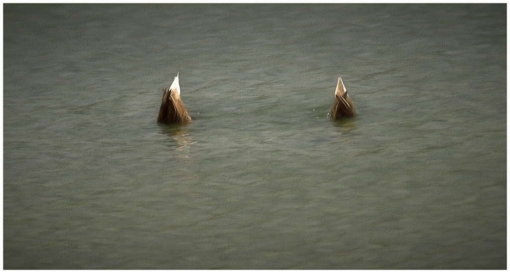  Synchronized Swimming by Gregory Waldron
