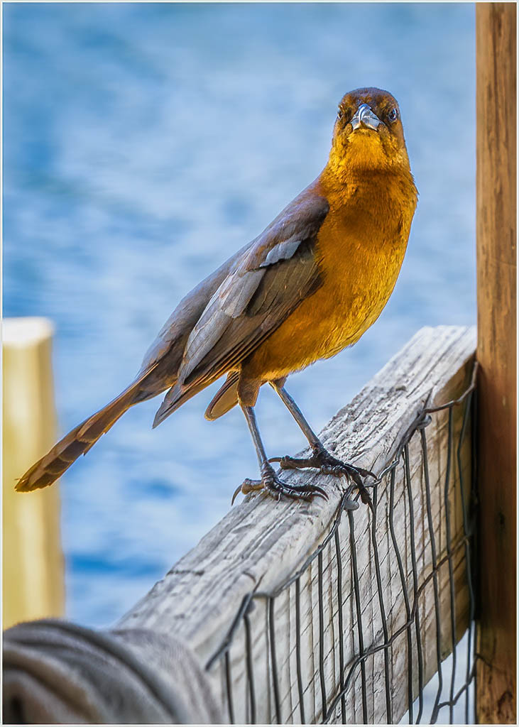  Portrait of a Robin by Gregory Waldron