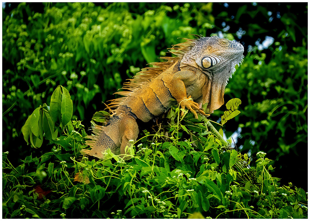 Belize Image Series 3 of 4 - Adult Male Green Iguana by Gregory Waldron