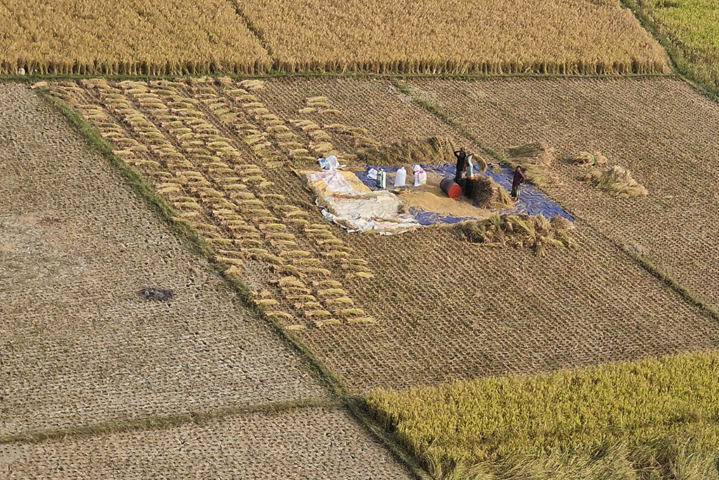 Paddy Processing- DDG 14 by Syed Shakhawat Kamal