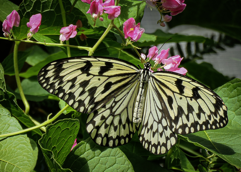 Paper Kite Butterfly by Darcy Johnson