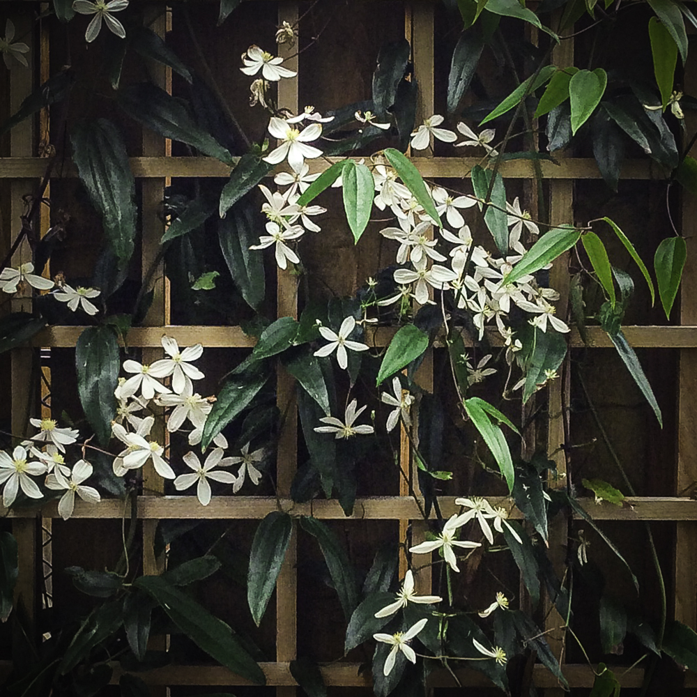 Passion Flower Clematis by Darcy Johnson