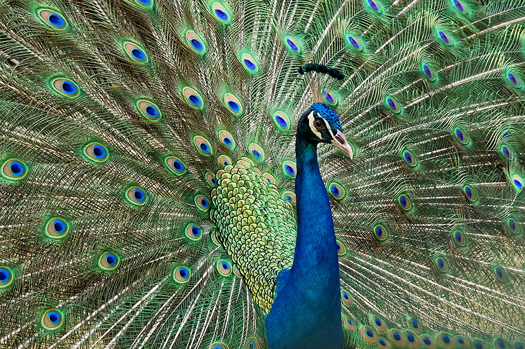 Peacock 119 by Syed Shakhawat Kamal