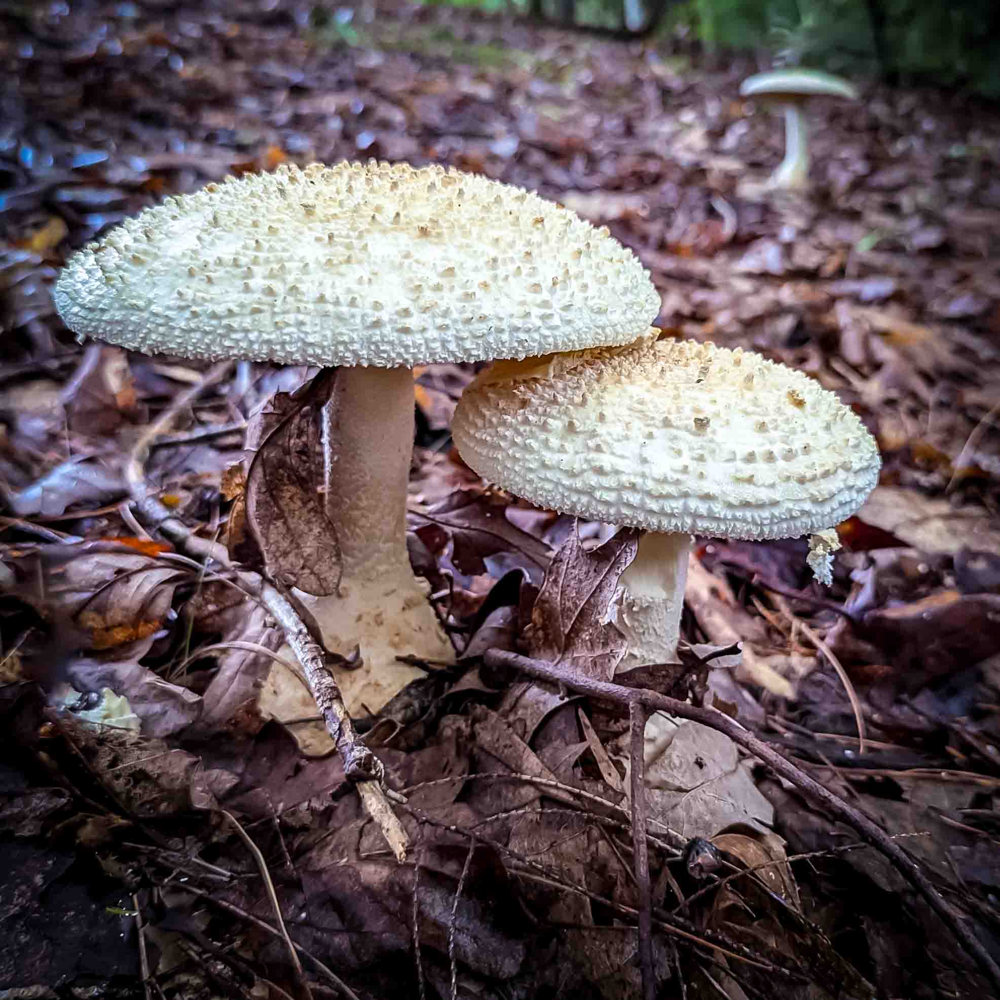 Safe from the Scary 'Shroom by Karen Davis