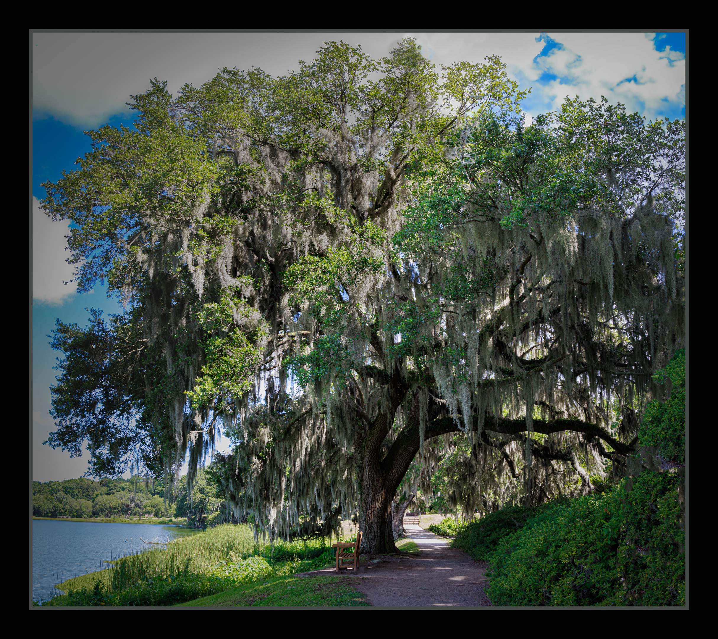 Shady Sojourn by Karen Davis