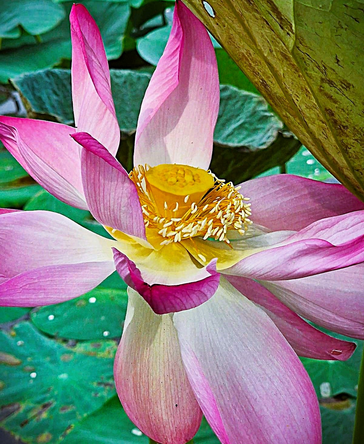 The Floral Up Close - Water Lily by Syed Shakhawat Kamal