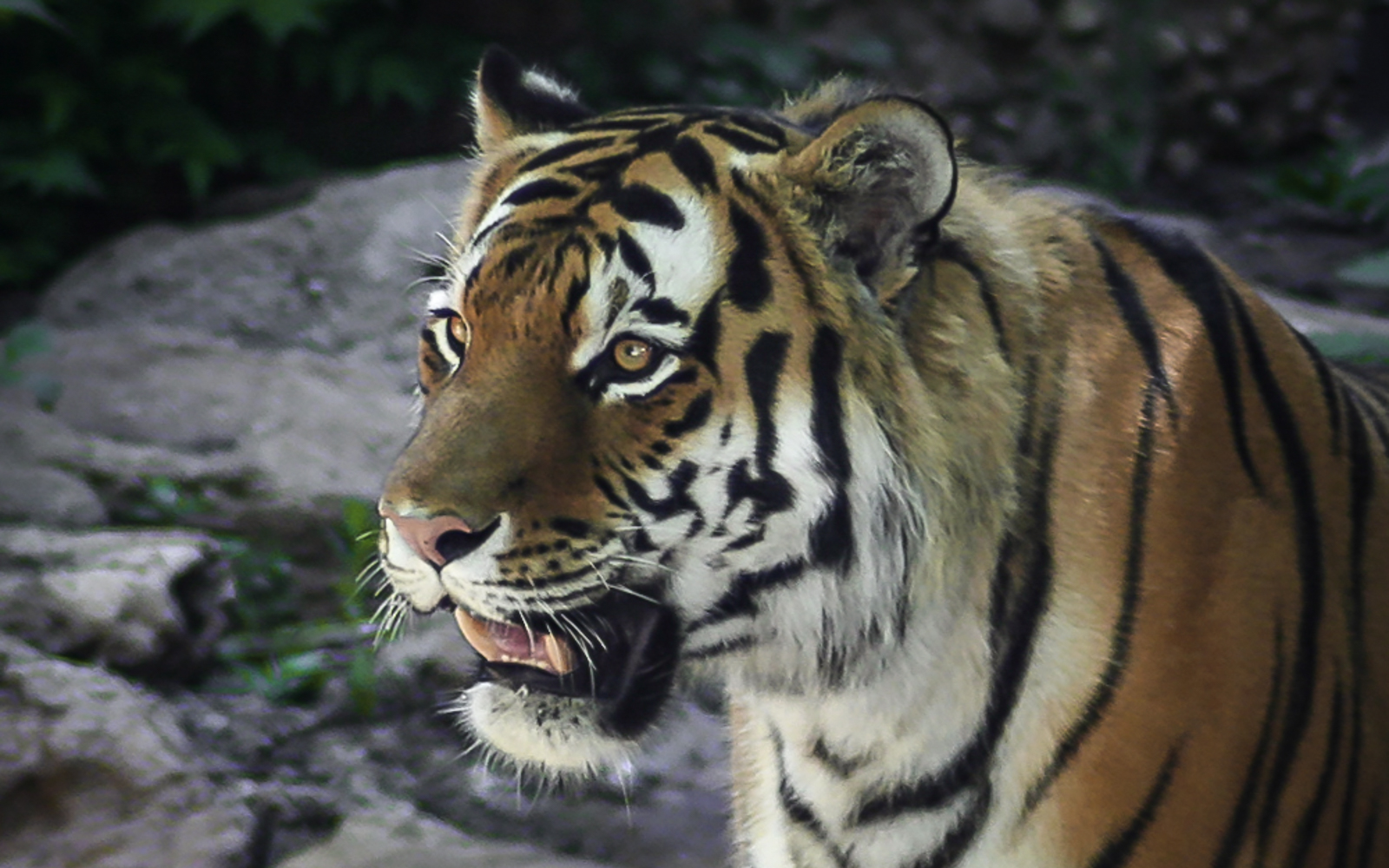 Sumatran Tiger by Darcy Johnson