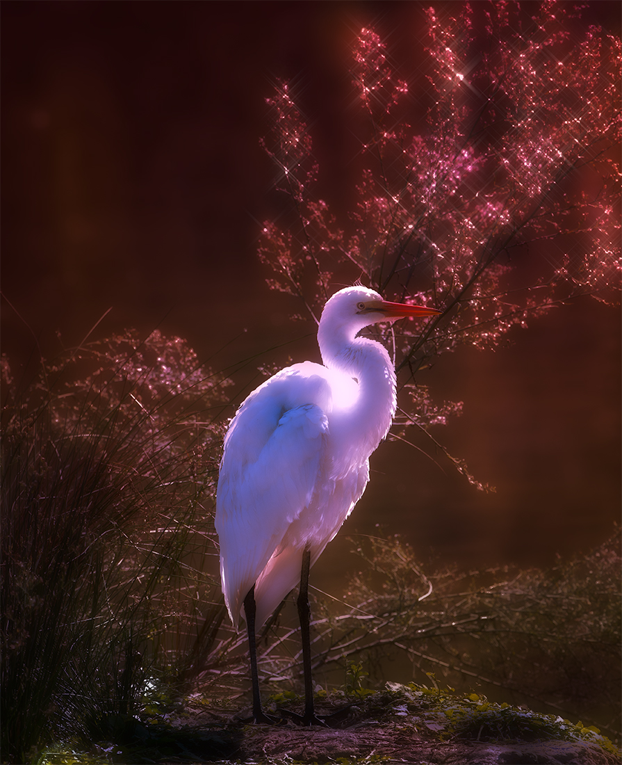 Great Egret, Back Lit  by Tom Brassil