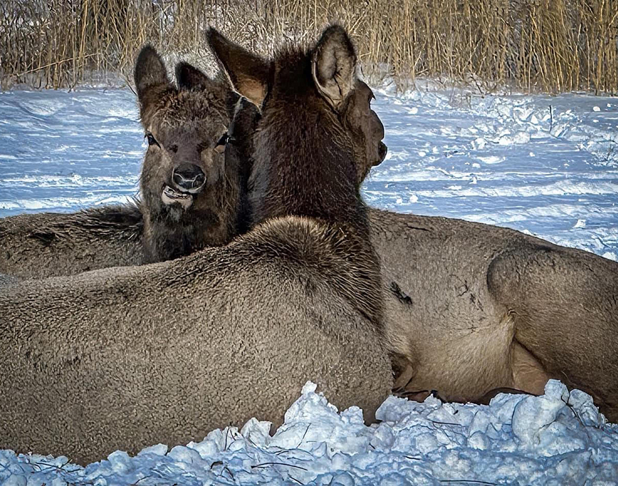 Elk Buddies by Ingrid Lockhart