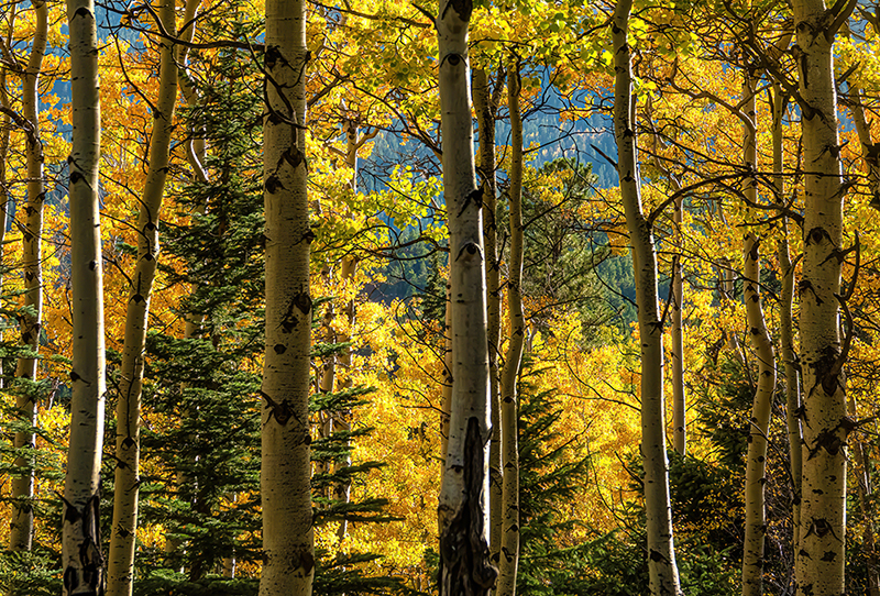 Glowing Aspens by Ingrid Lockhart