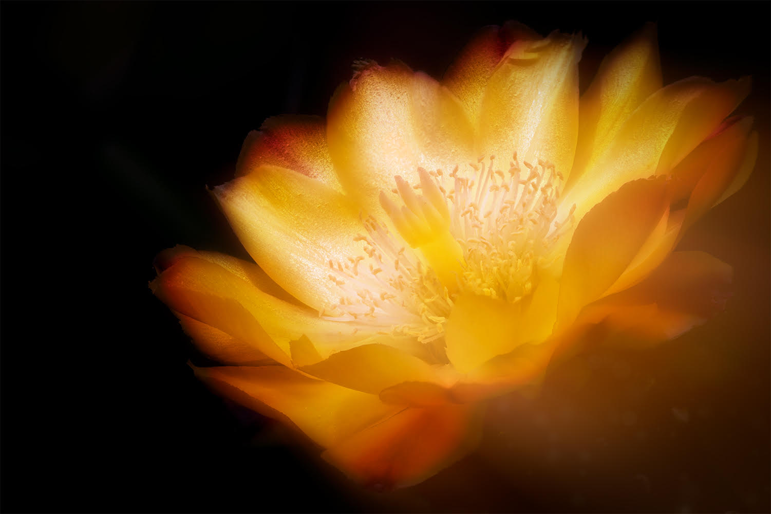  Soft Flower by Tom Brassil