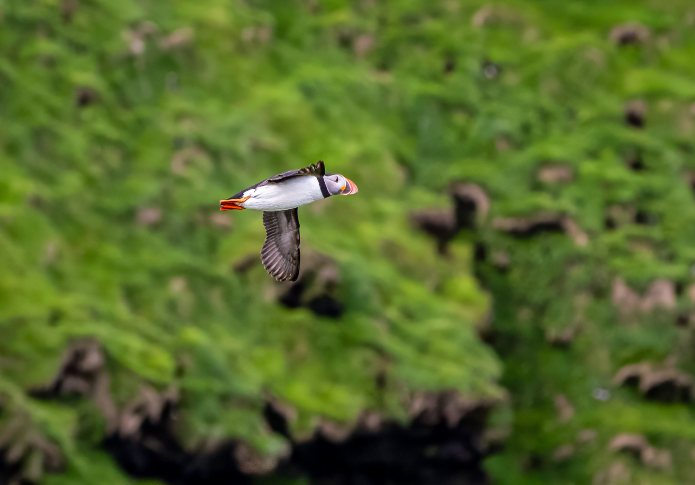 Puffin Flight to Gather Food by Randall Gusdorf