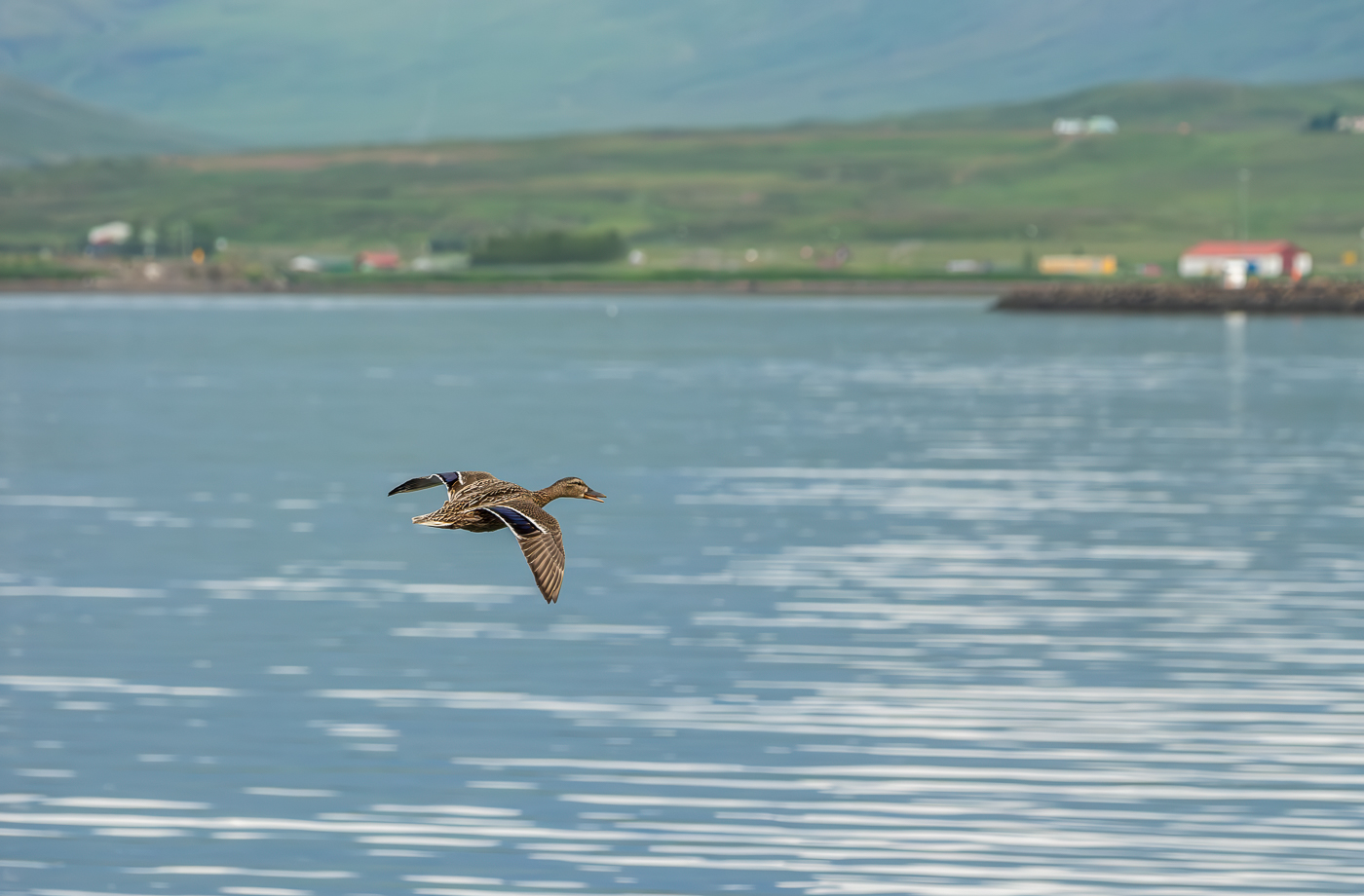 Elder Duck in Iceland by Randall Gusdorf