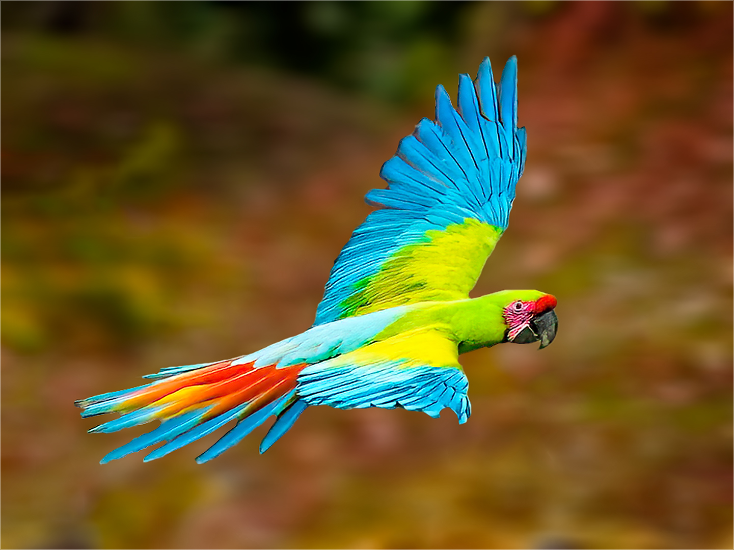 Great Green Macaw by Doug Fischer