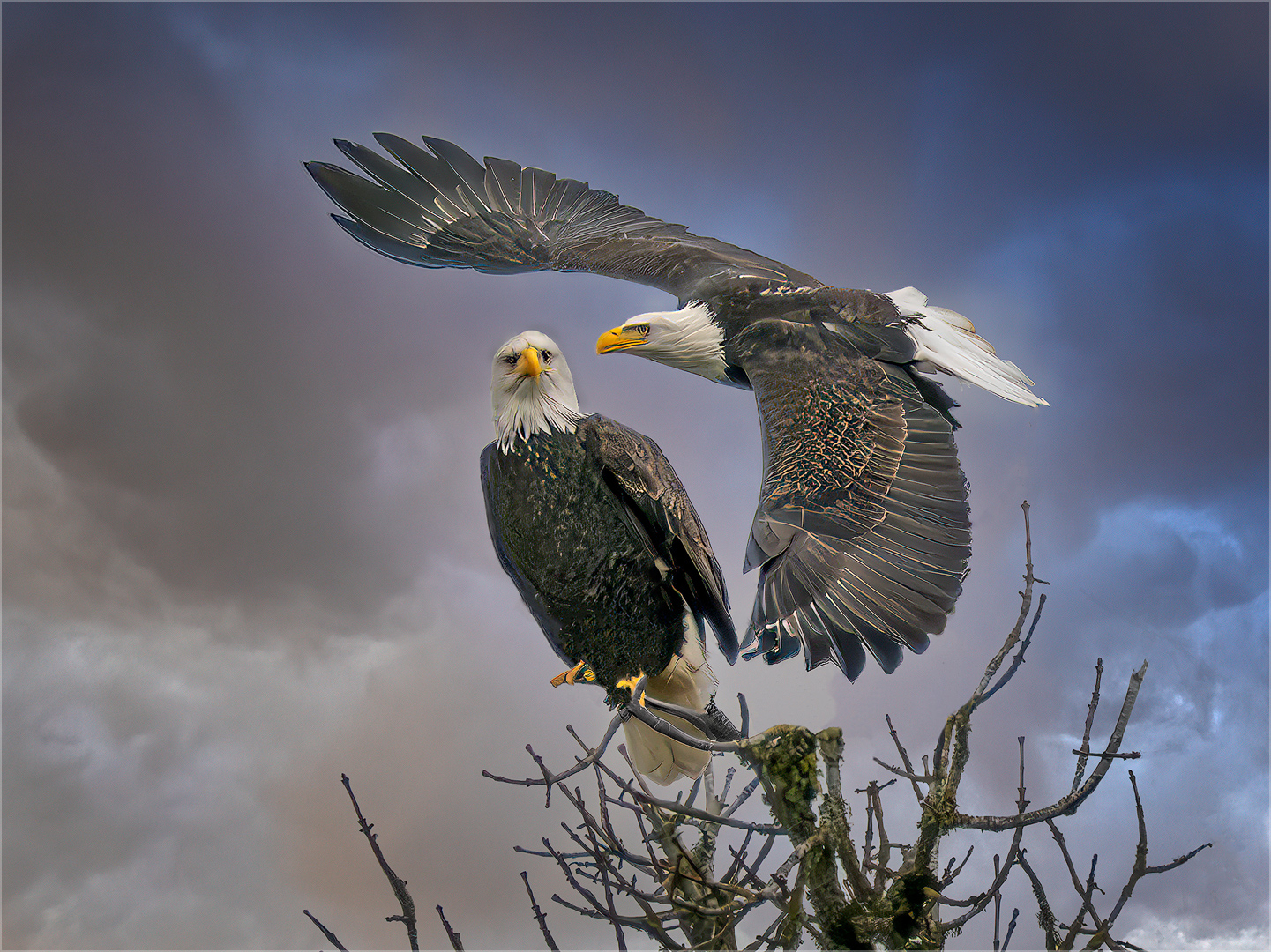 Double Eagles by Doug Fischer