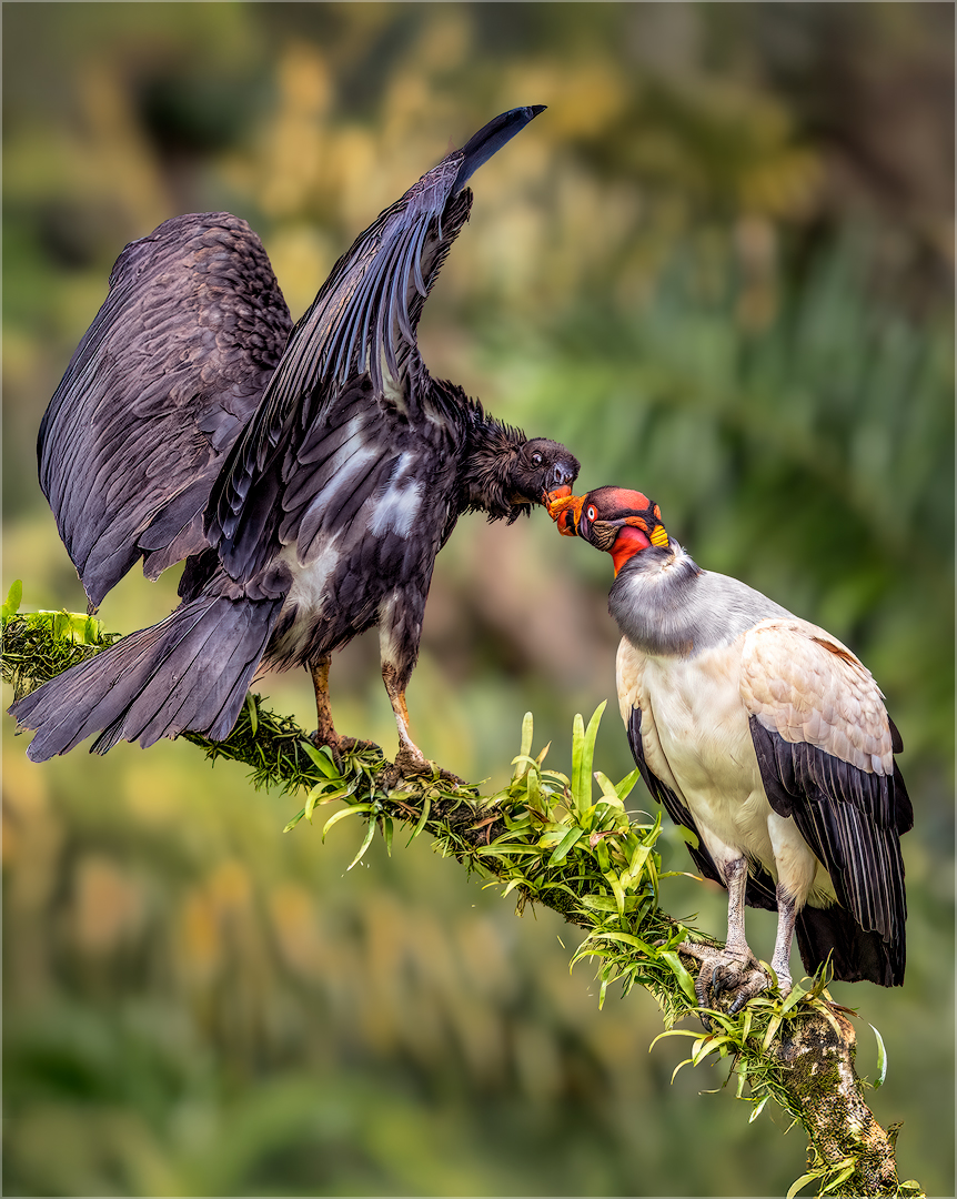 In Your Face by Doug Fischer