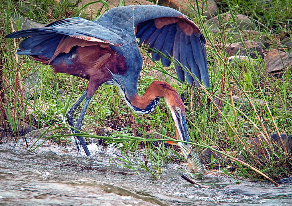 Goliath Heron Spearing a Tiger Fish by Gerhard Geldenhuys