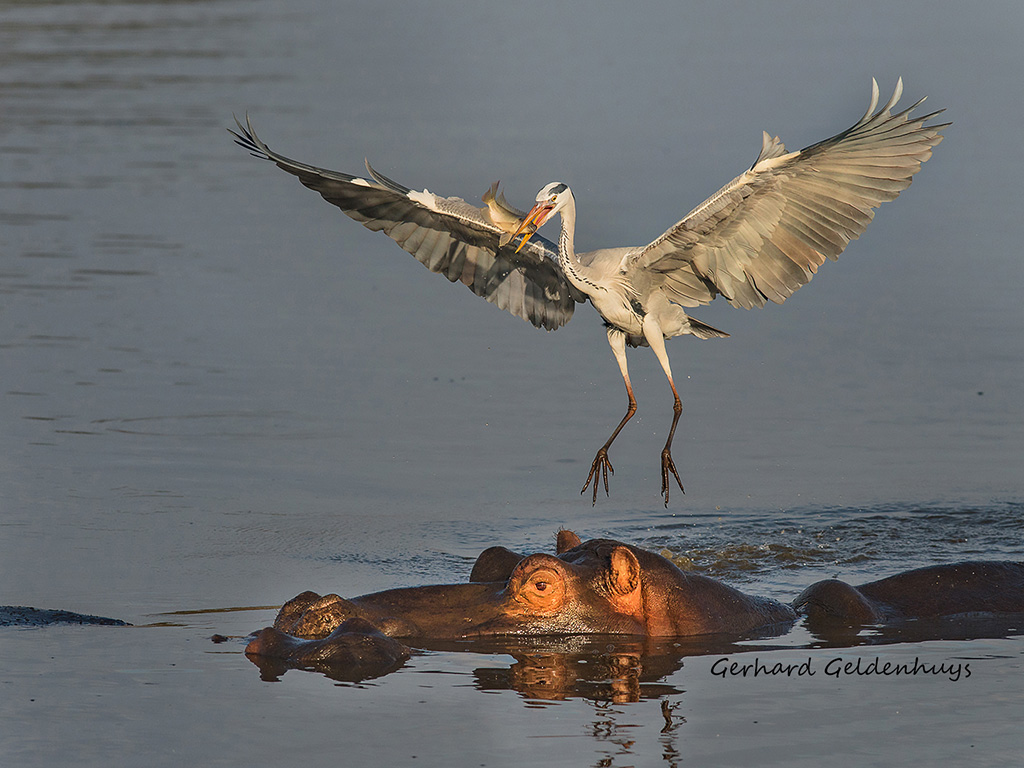 Landing Back on Hippo by Gerhard Geldenhuys