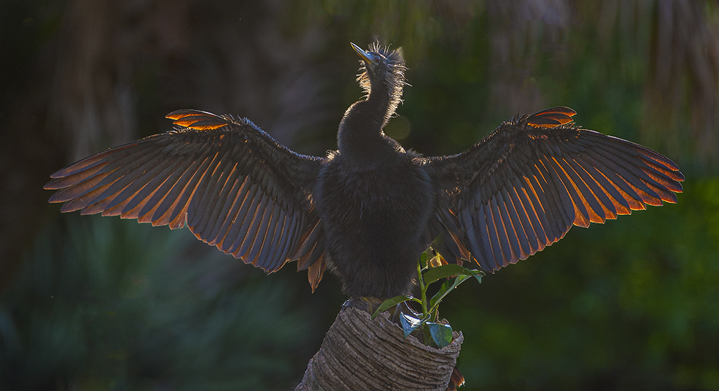 Anhinga Backlith by Dr Isaac Vaisman