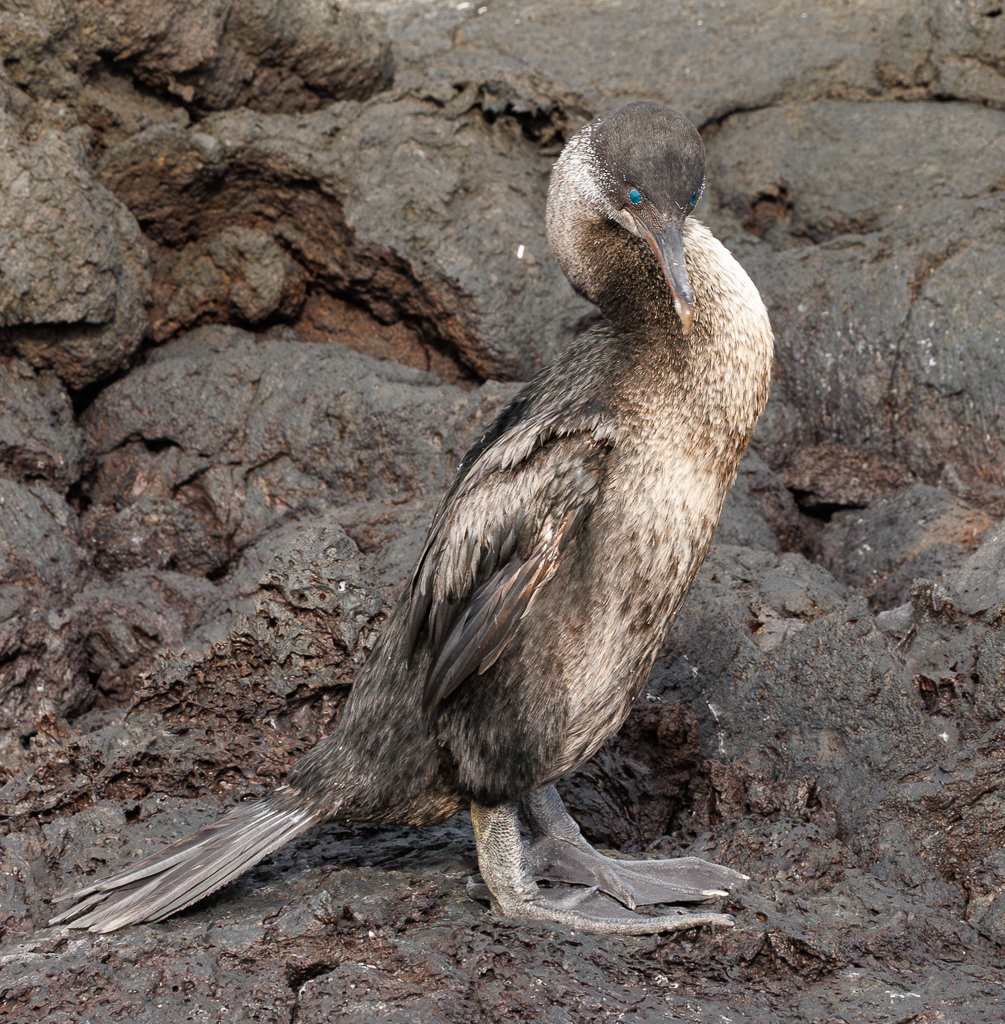 Aquamarine Model by Gloria Grandolini