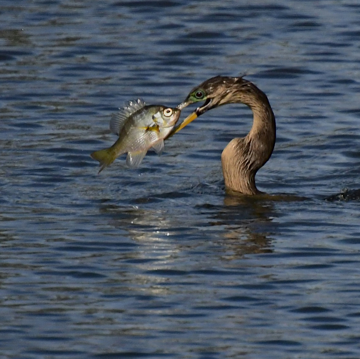 Big Catch ! by Kathy Buckard