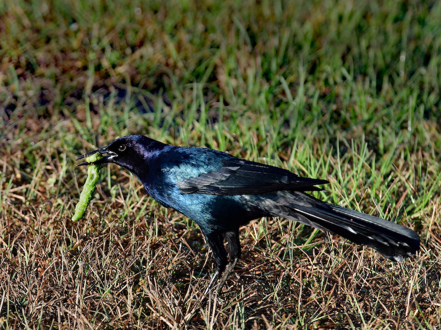 Male Boat Tailed Grackle by Kathy Buckard