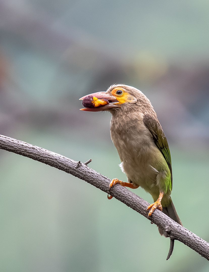 Barbet by Vivek Joshi