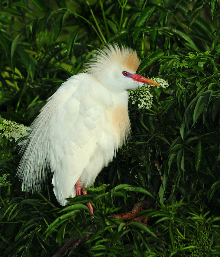 Cattle Egret Mating Plumage by Kathy Buckard