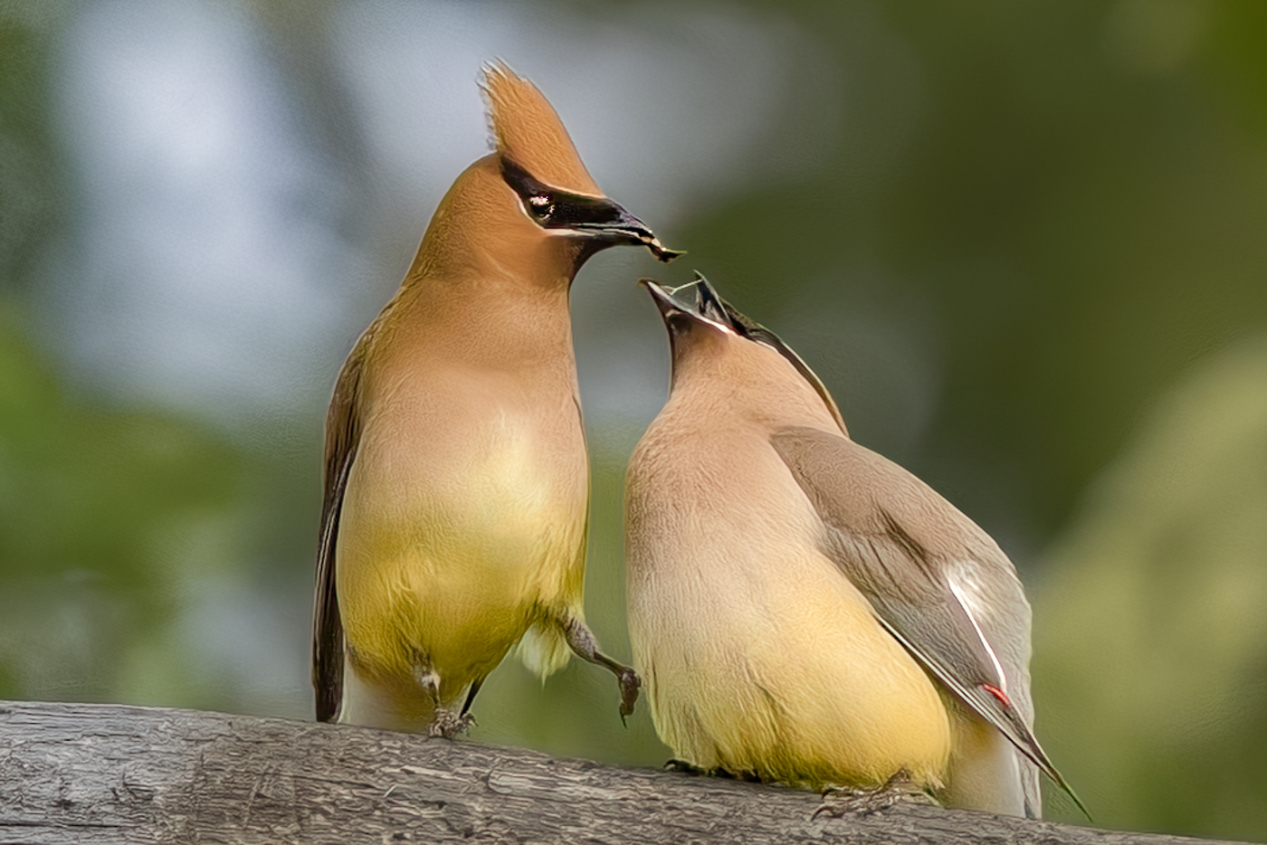 Cedar Waxwings (Bombycillia cedrorum) by Grace Cohen