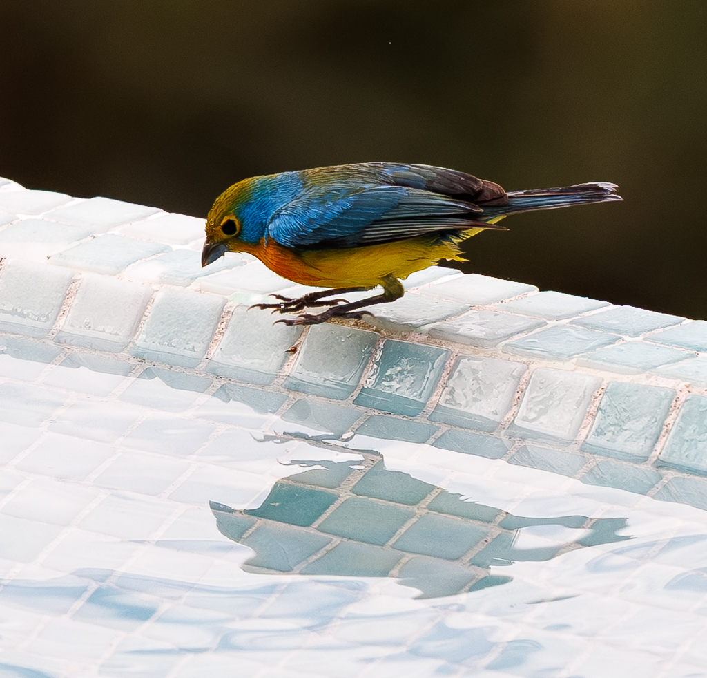 Colorful Narcissus by Gloria Grandolini