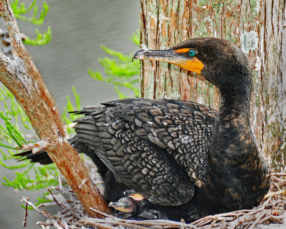 Nesting Cormorant