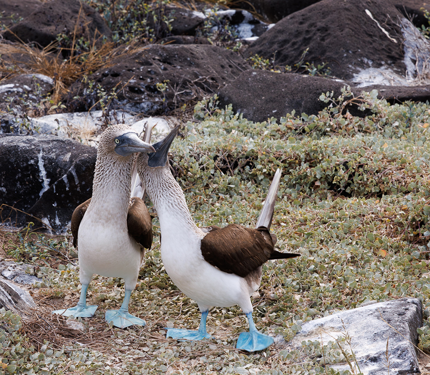 Dancing blues by Gloria Grandolini