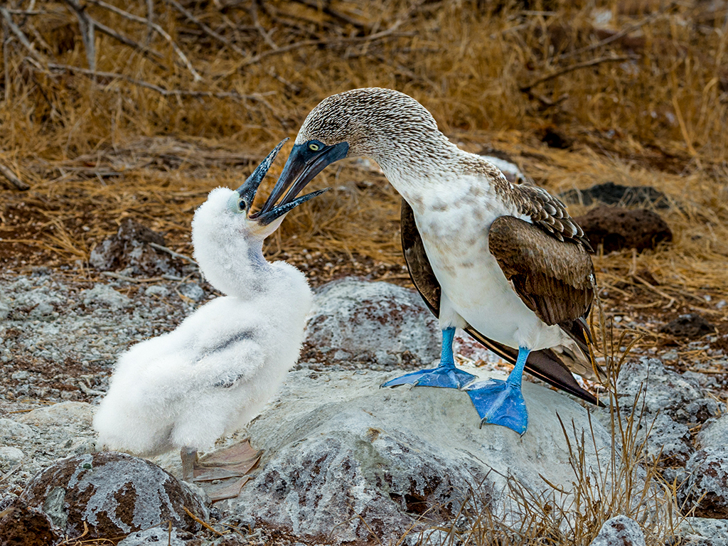 Blue Footed Booby Feeding the Chick