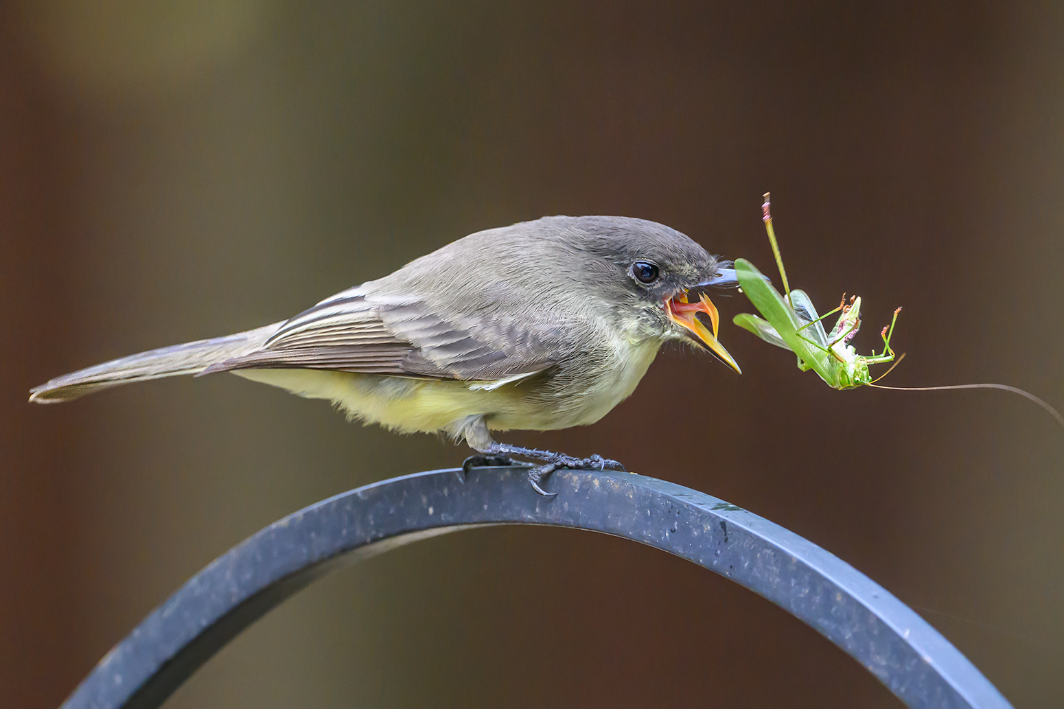 Eastern Phoebe with Grasshopper by Sarita Yeola