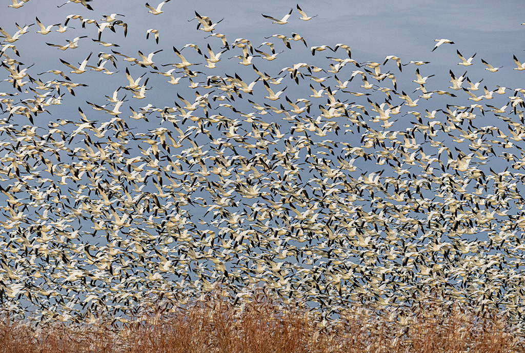 November 2025 - Dr Isaac Vaisman, APSA, PPSA