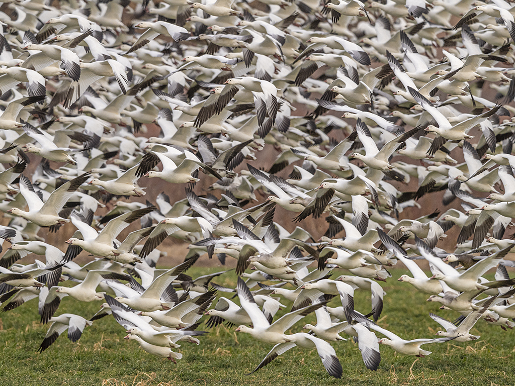 Pandemonium by Dr Isaac Vaisman