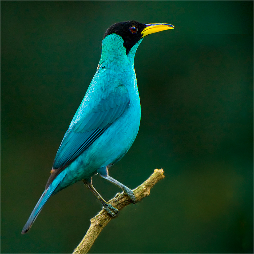 Green Honey Creeper by Doug Fischer