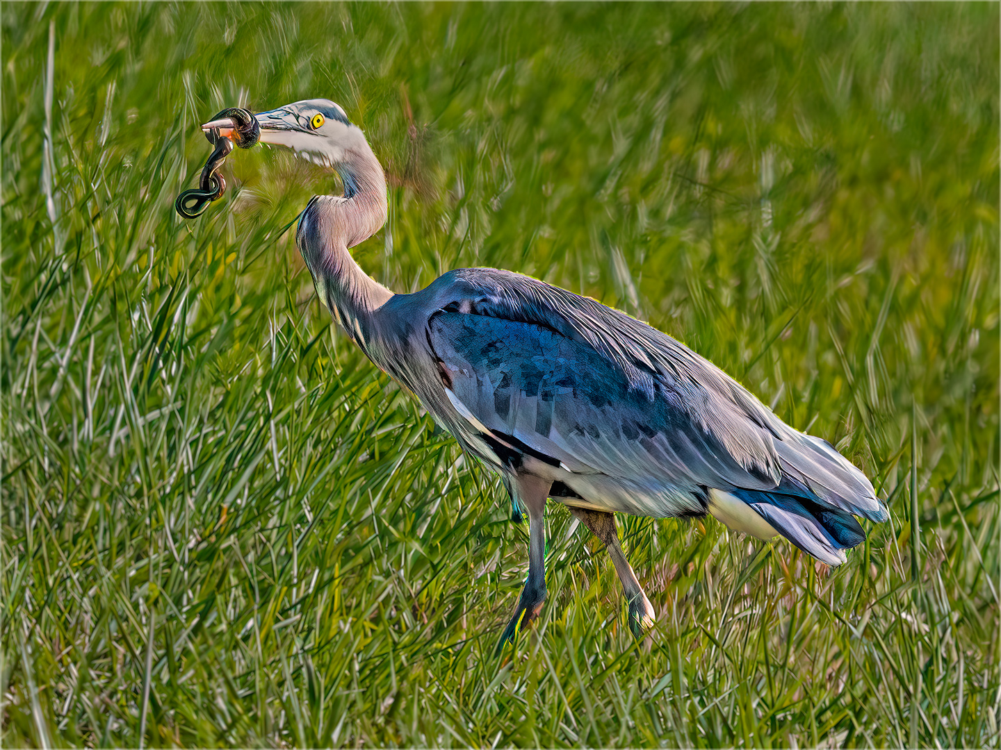 Snake in The Grass by Doug Fischer