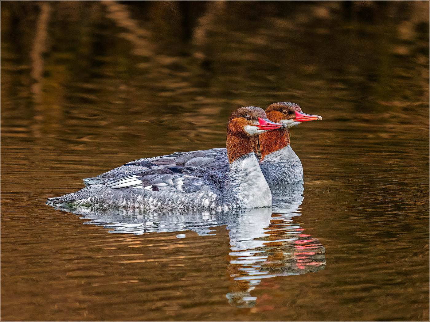 Two Merganser Ducks by Doug Fischer
