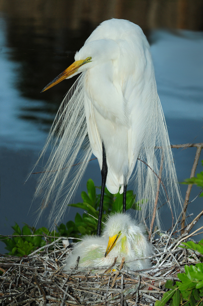 Egret and Young by Kathy Buckard