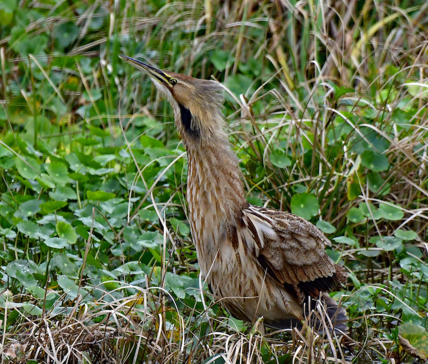 Excited American Bittern by Kathy Buckard