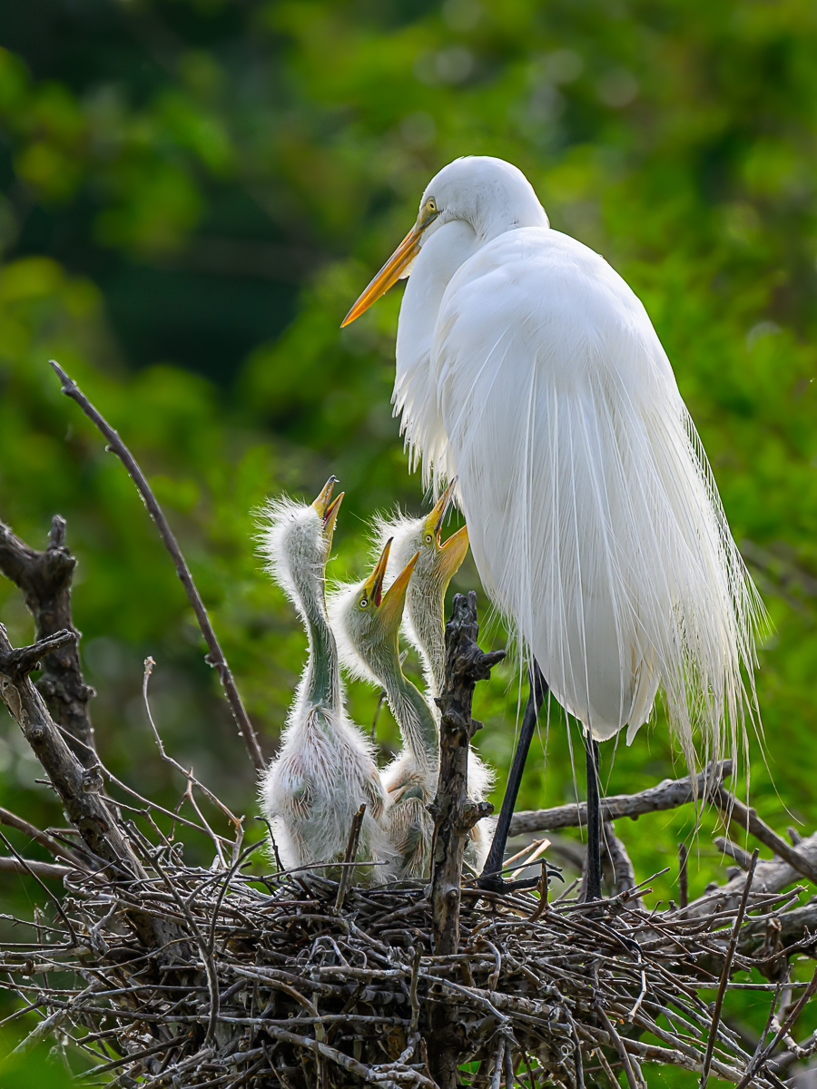 Egret with Chicks by Sarita Yeola