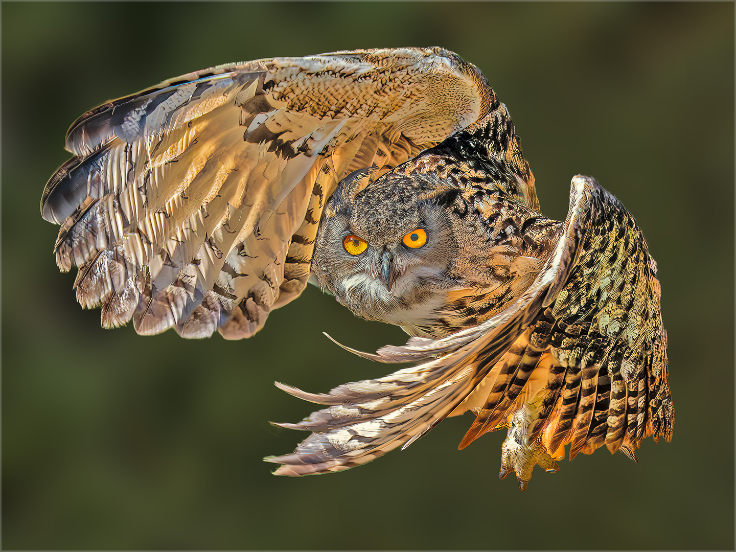 Eurasian Eagle Owl by Doug Fischer