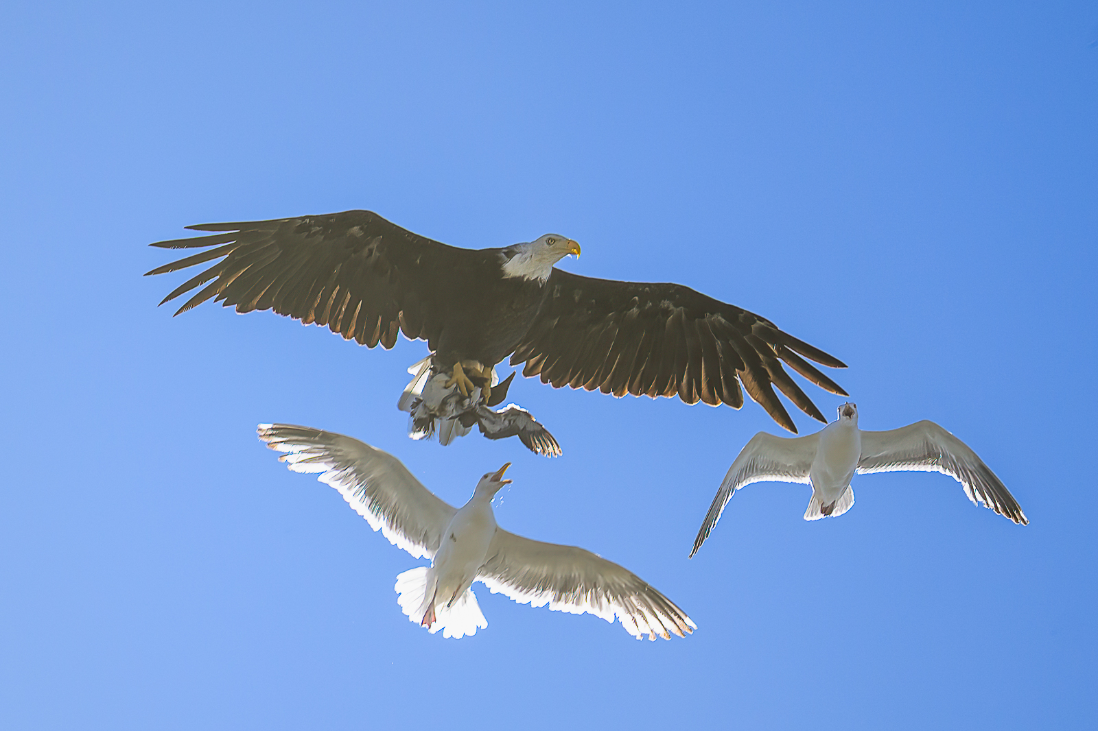 Failed Rescue by Sarita Yeola