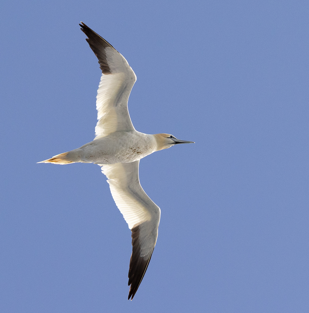 Faraoese Gannet Flying Over Me by Gloria Grandolini