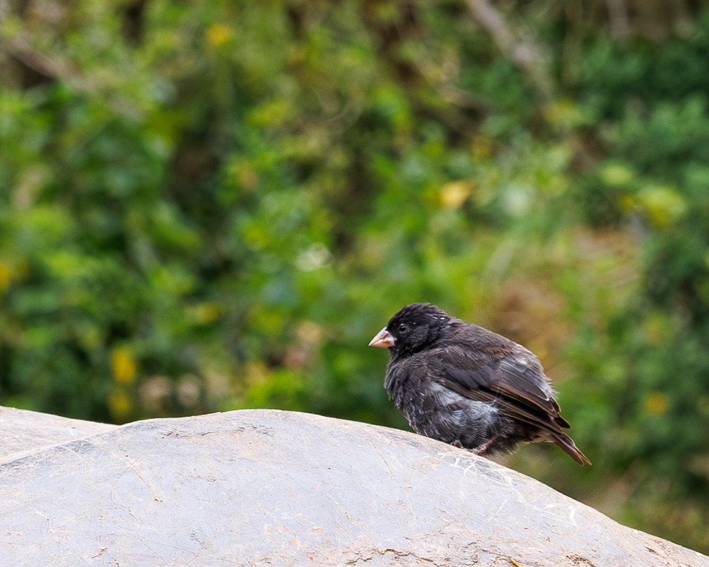 Hanging Out by Gloria Grandolini